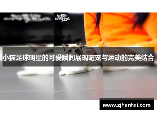 小猫足球明星的可爱瞬间展现萌宠与运动的完美结合